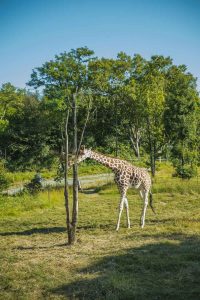 Giraffe of Zoo