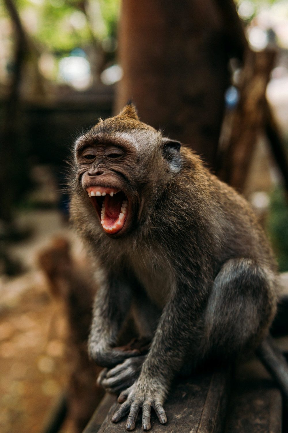 laughing Monkey 