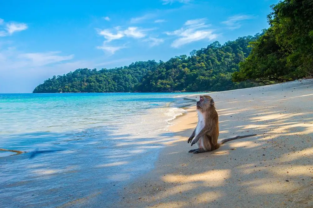 شاطئ القرود في جزيرة بينانج ماليزيا الآسيوية