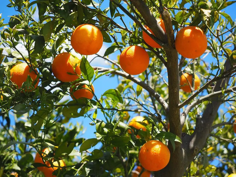 أشجار البرتقال