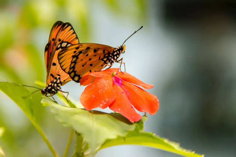 butterfly-garden
