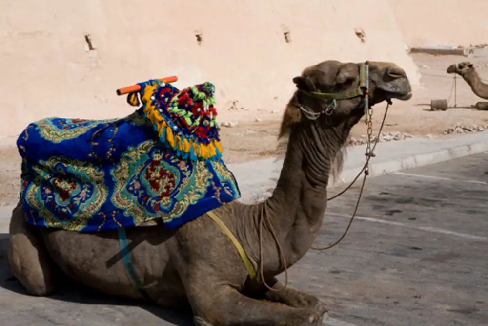 ركوب الجمال في أغادير
