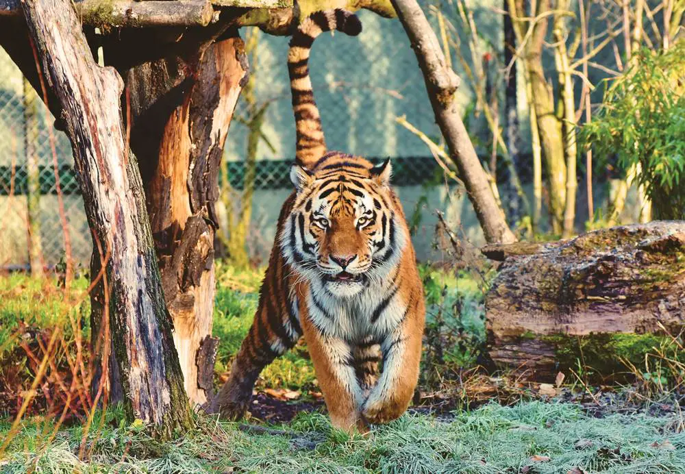 tiger-zoo