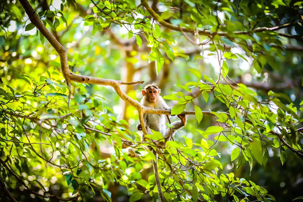 غابة القرود ميامي